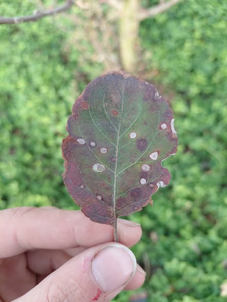 السلام عليكم شجر تفاح ظهر في الورق كده